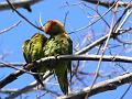 Musk Lorikeet (Glossopsitta concinna), near River Torrens  P1030565